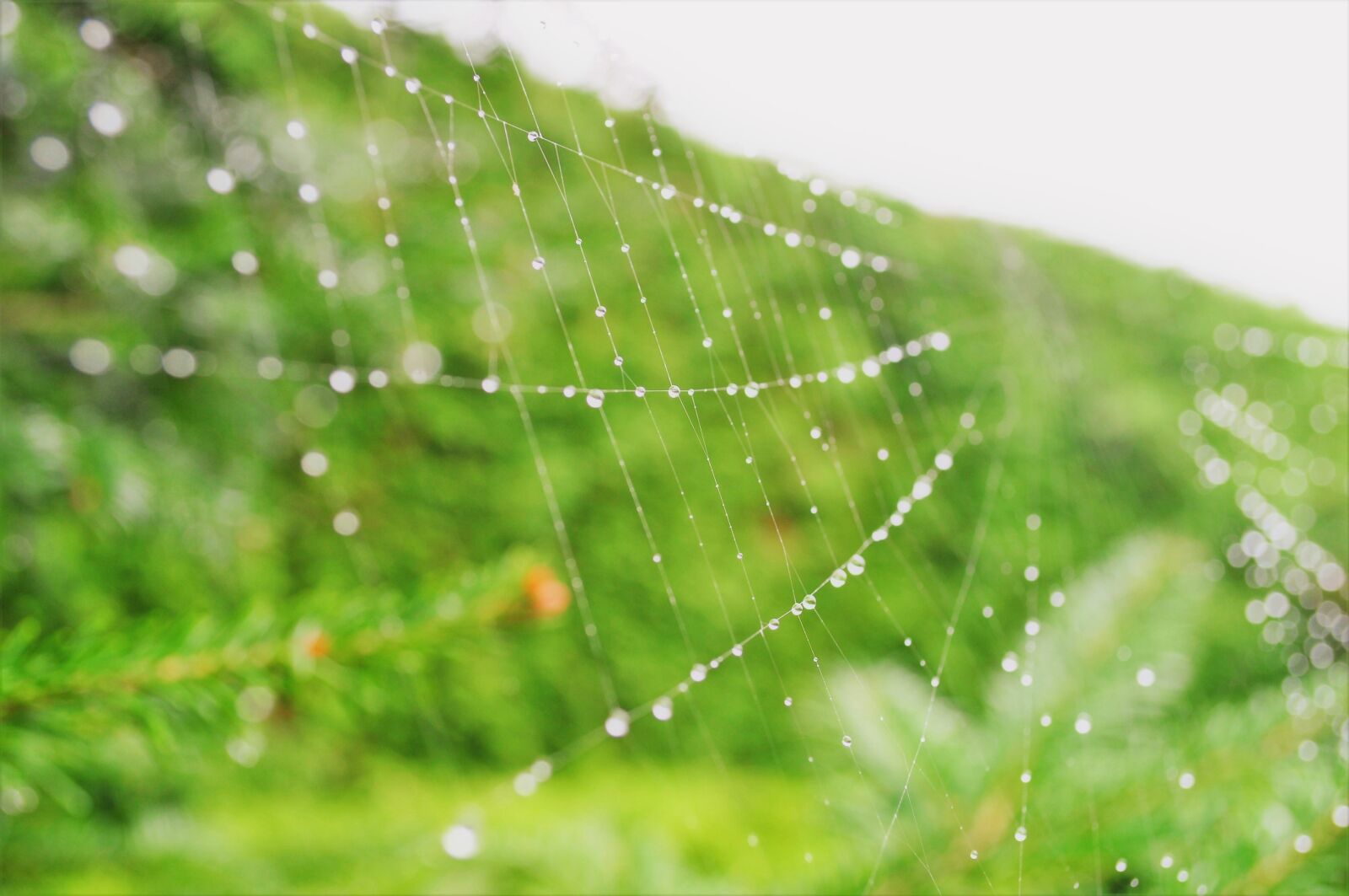 Nikon D5000 sample photo. Spider, web, nature photography