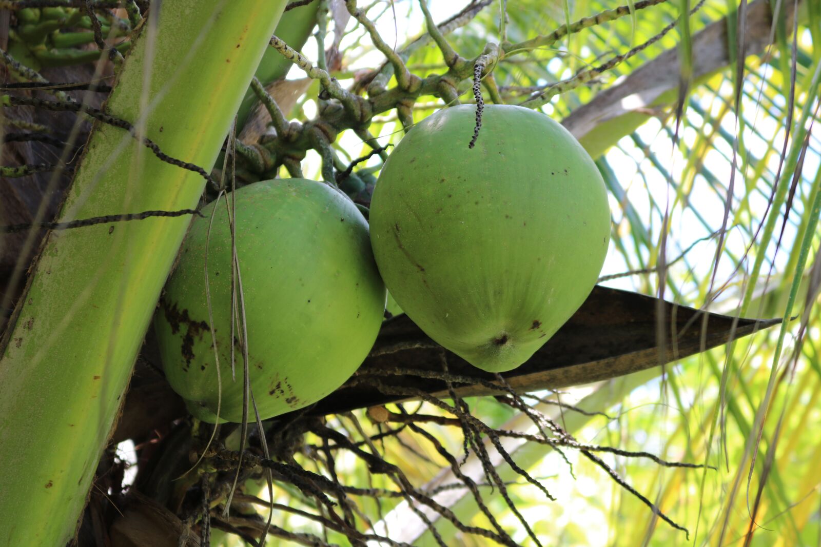 Canon EOS 750D (EOS Rebel T6i / EOS Kiss X8i) + Canon EF-S 18-55mm F3.5-5.6 IS STM sample photo. Palms tocantins, nature, fruit photography