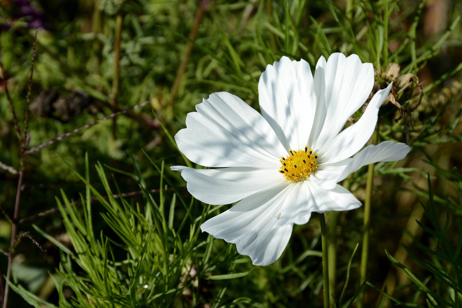 Nikon D7100 sample photo. Cosmos, blossom, bloom photography