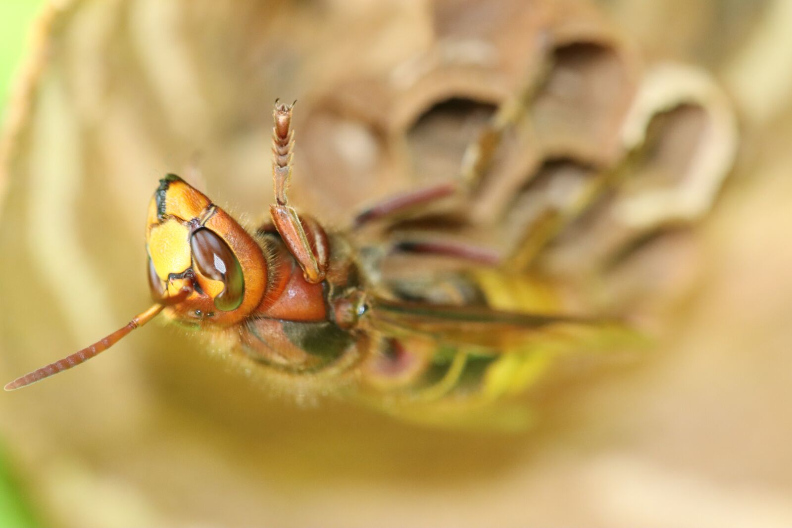 Canon EOS 90D sample photo. Wasp, hornet, insect photography