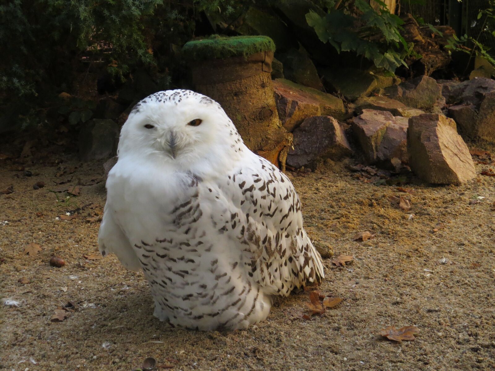 Canon PowerShot SX50 HS sample photo. Snowy owl, zoo, animals photography