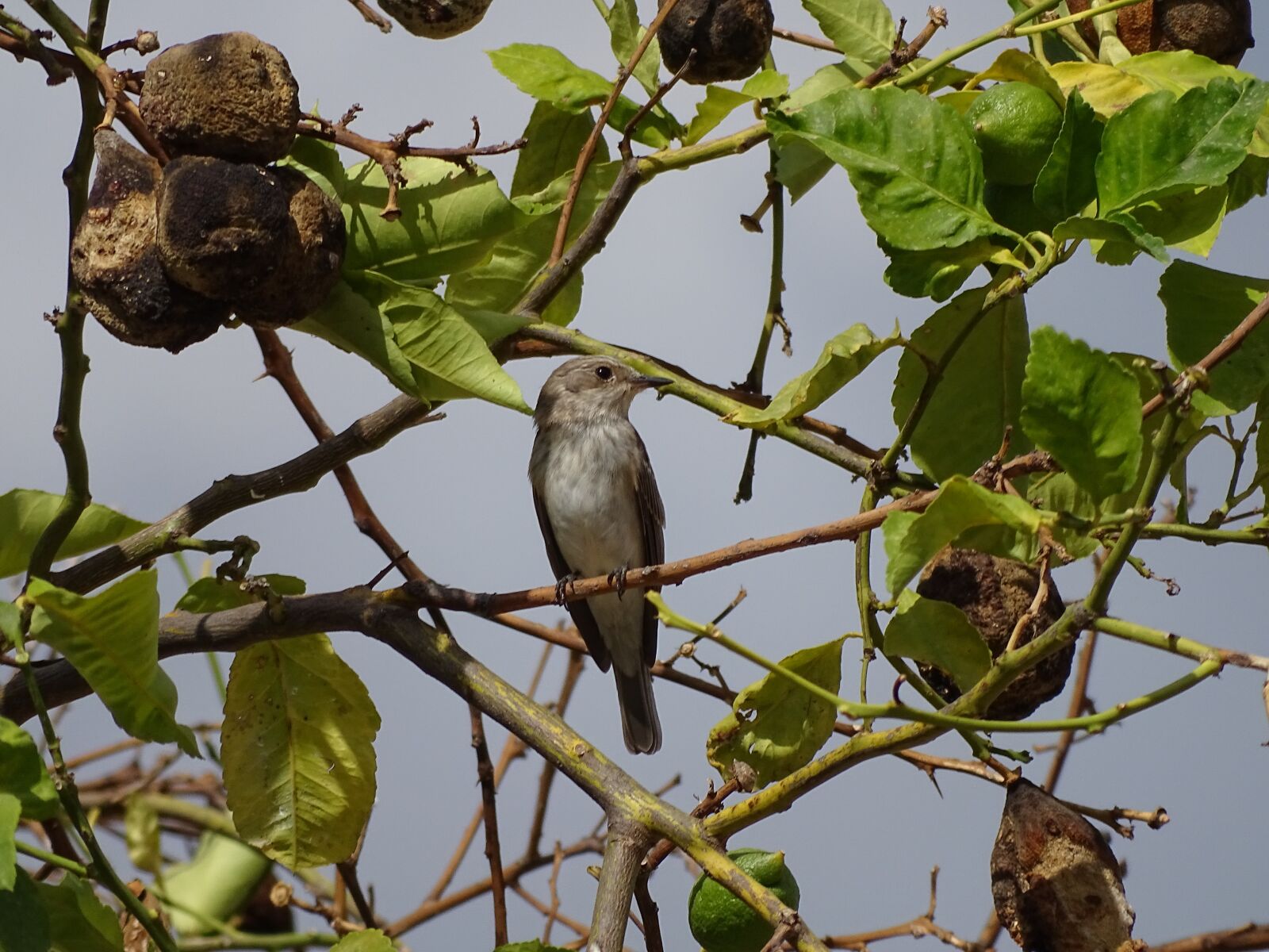Sony Cyber-shot DSC-HX350 sample photo. Bird, ave, plumage photography