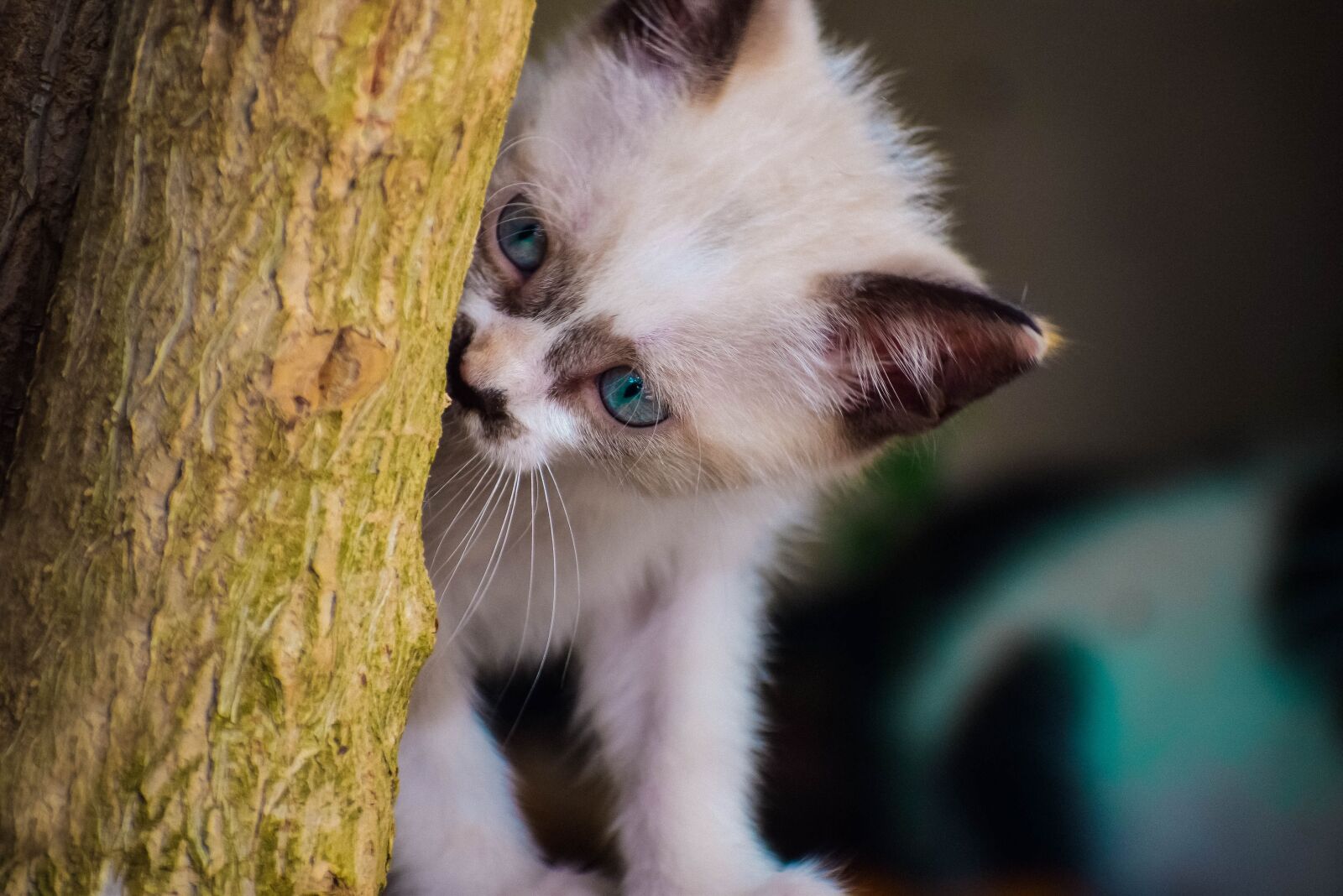 Nikon D5300 sample photo. Cat, pet, feline photography