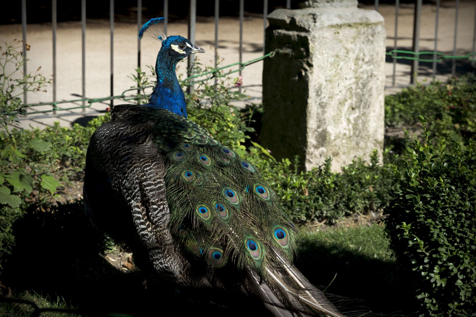 Canon EOS 6D sample photo. Peacock, ave, fauna photography