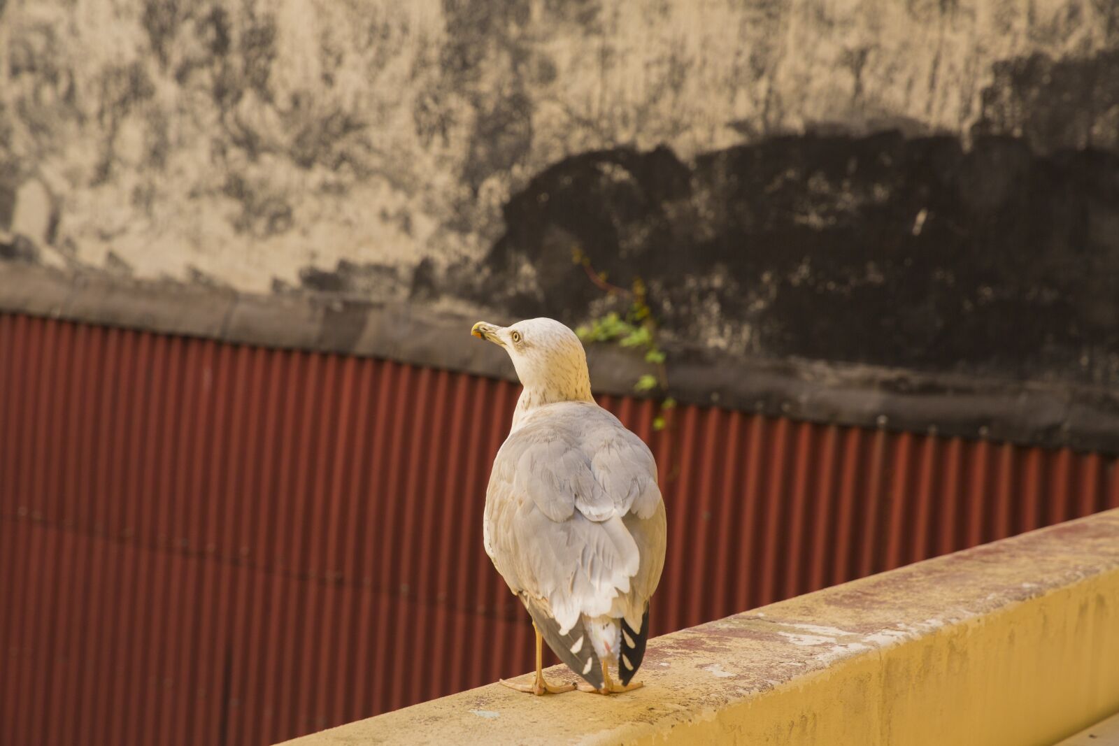 Canon EF 24-70mm F2.8L II USM sample photo. White bird seagull, alive photography
