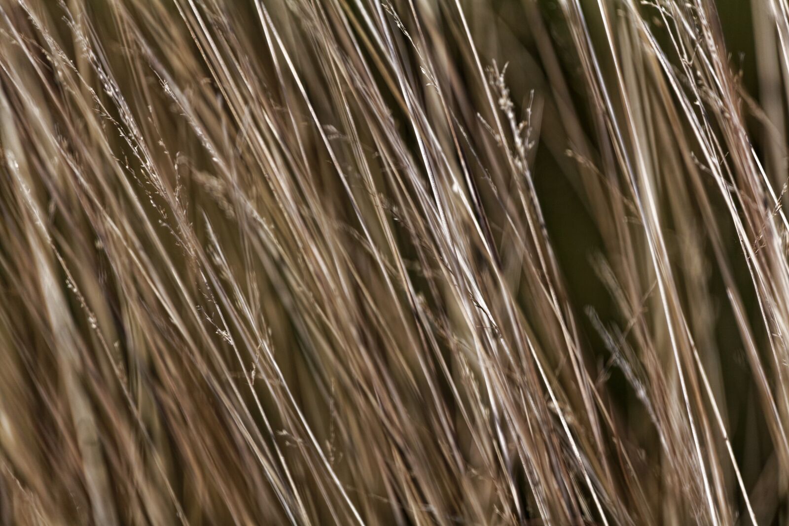Canon EOS 5D Mark II sample photo. Reed, background, close-up photography