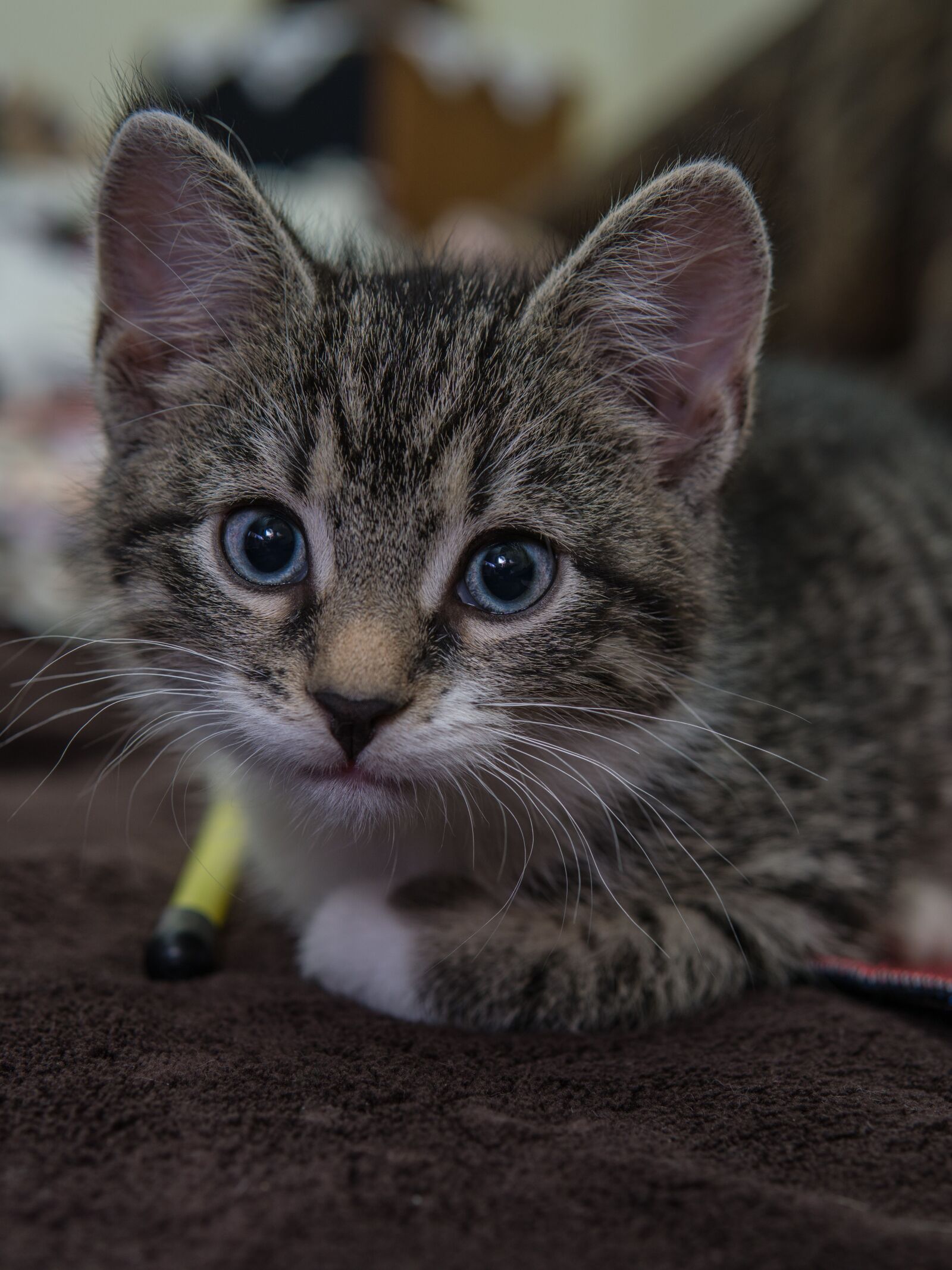 30mm F1.4 DC DN | Contemporary 016 sample photo. Cat, small, mackerel photography