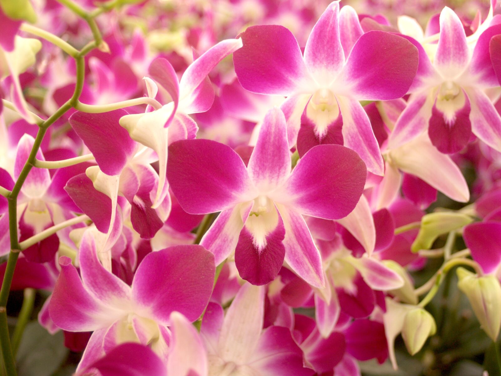 Olympus E-300 (EVOLT E-300) sample photo. Orchid, flower, bright photography