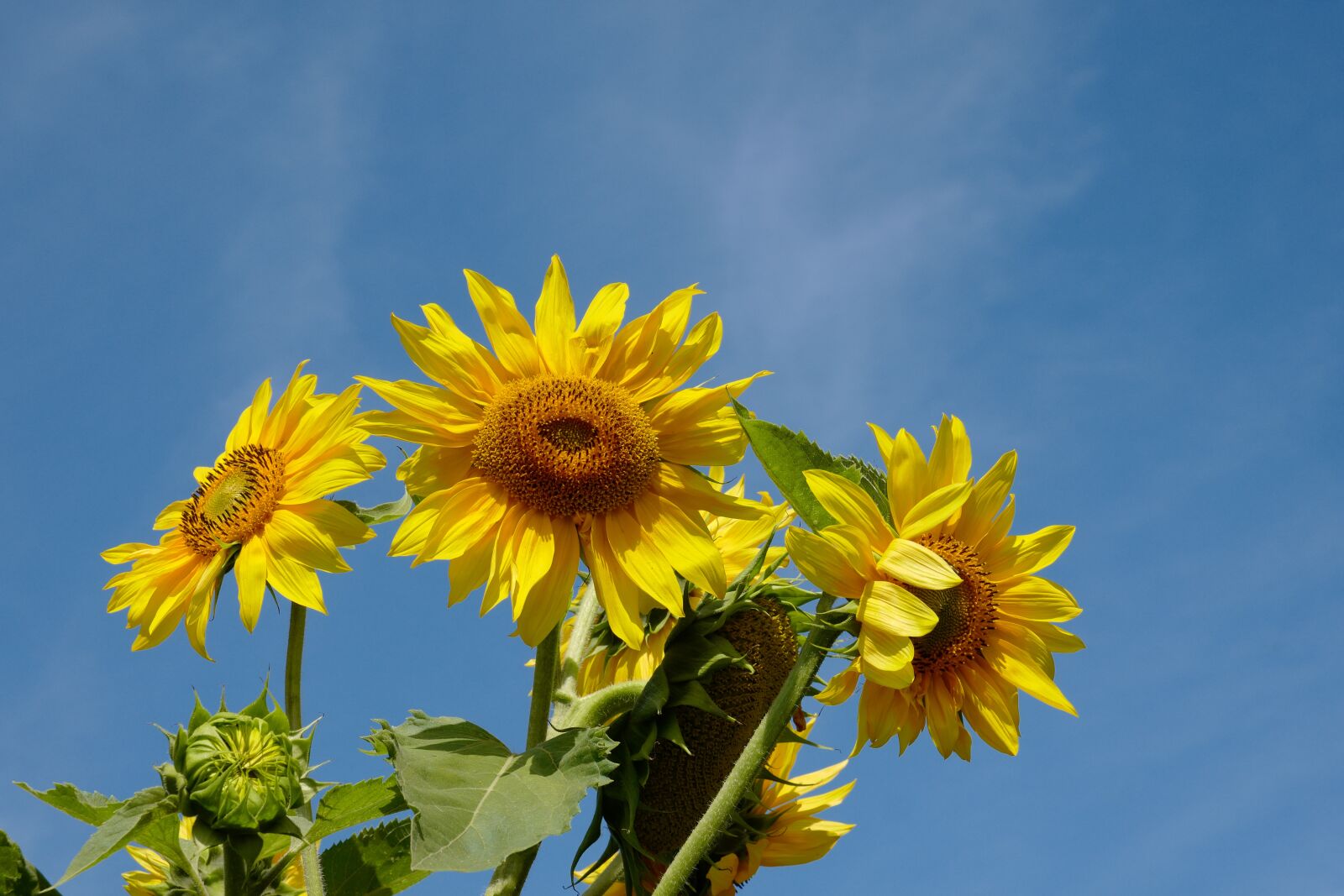 Leica CL sample photo. Sunflower, yellow, summer photography