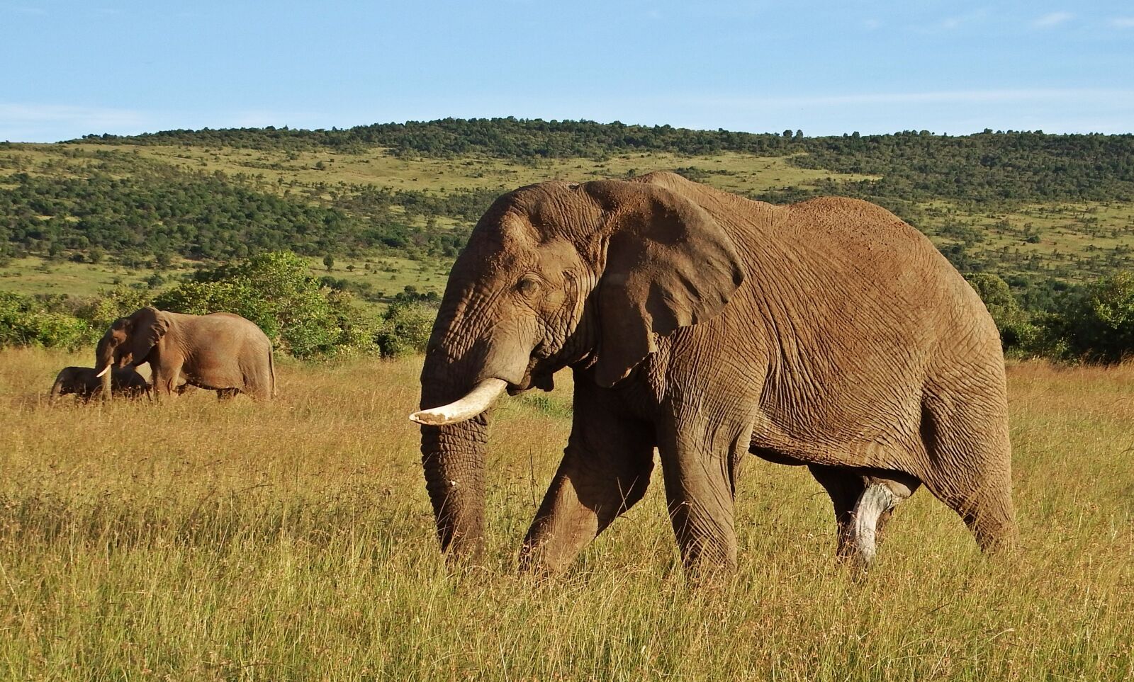Fujifilm FinePix S1 sample photo. Elephant, bull, africa photography