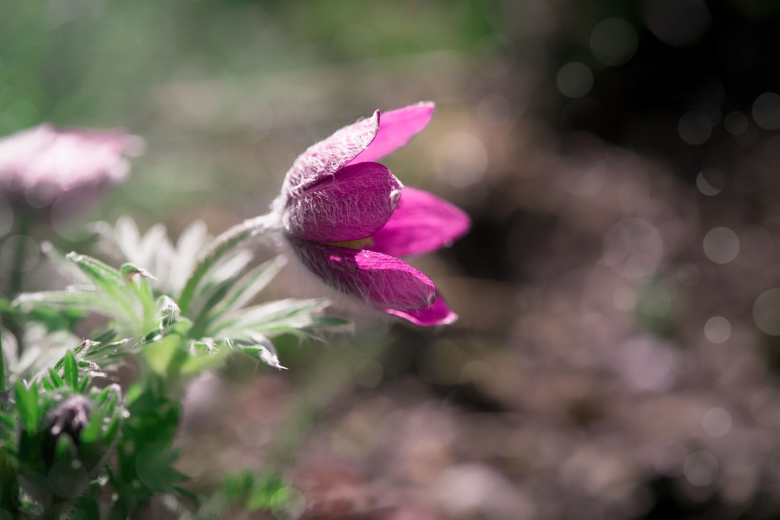 Nikon D750 sample photo. Anemone, purple, flower photography
