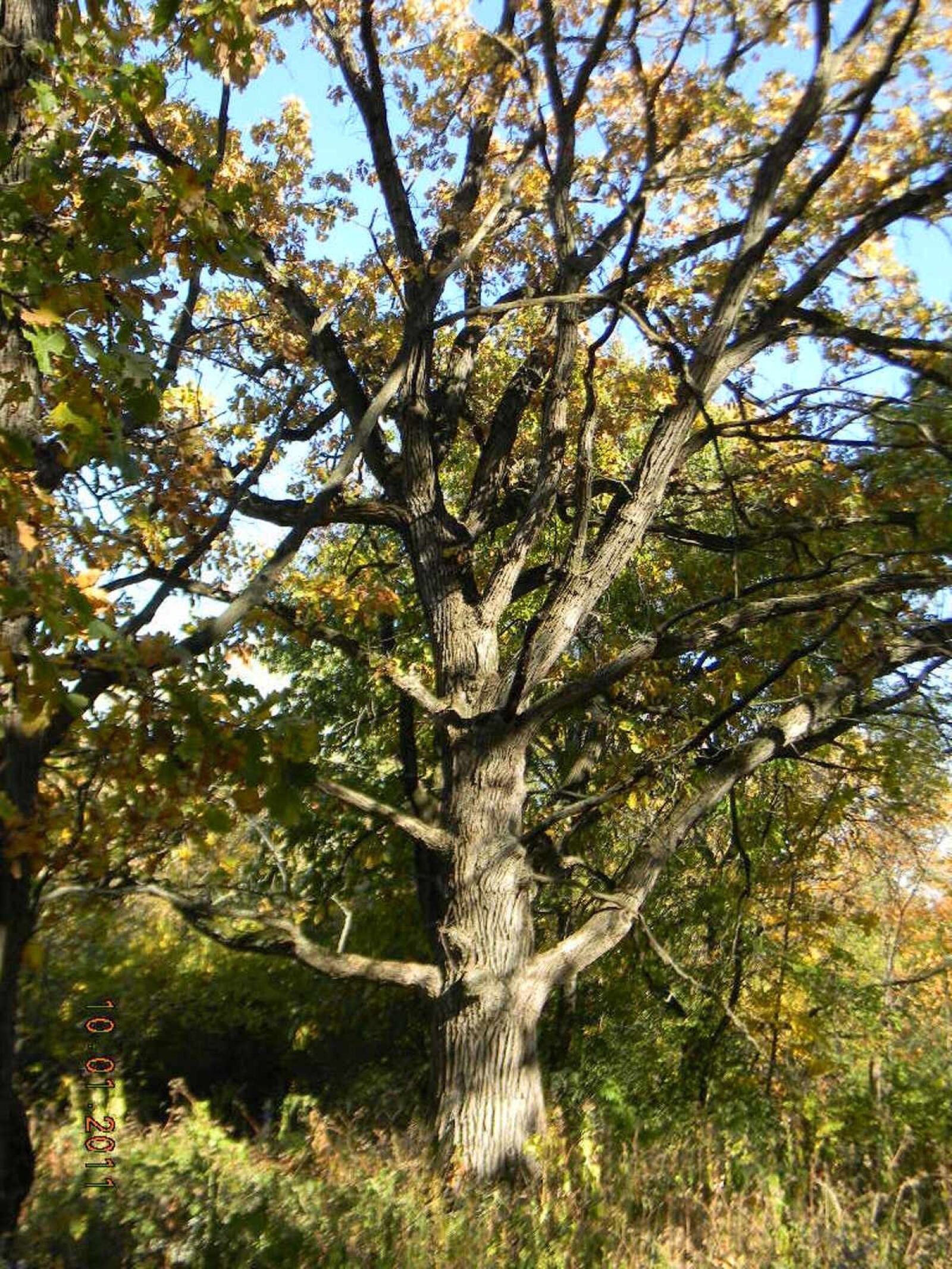 Nikon Coolpix L110 sample photo. Oak, tree, trees photography