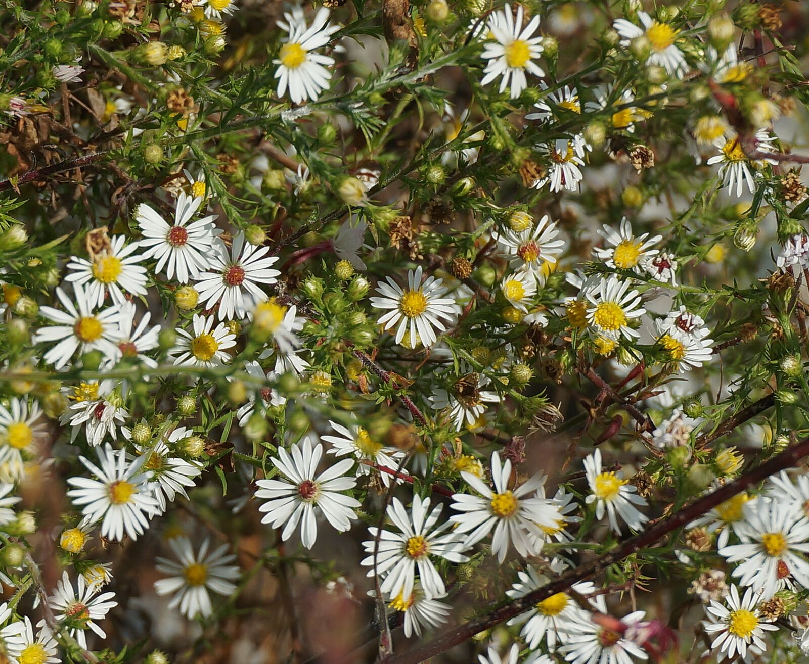 Sony Alpha NEX-5T sample photo. Aster flowers and buds photography