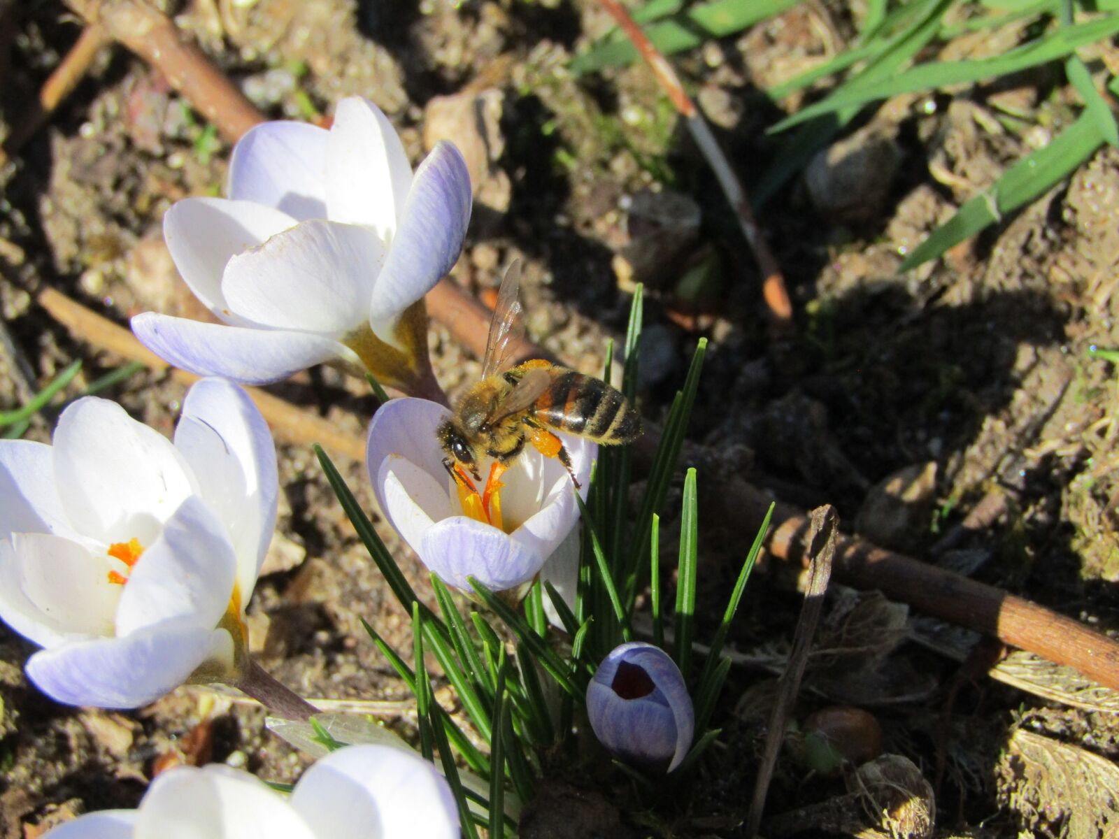 Canon PowerShot SX410 IS sample photo. Bee, pollens, spring photography