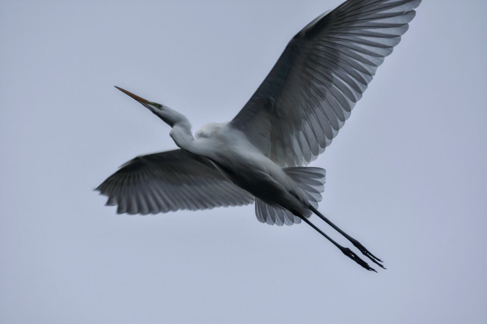 Nikon D7200 sample photo. Animal, sky, bird photography
