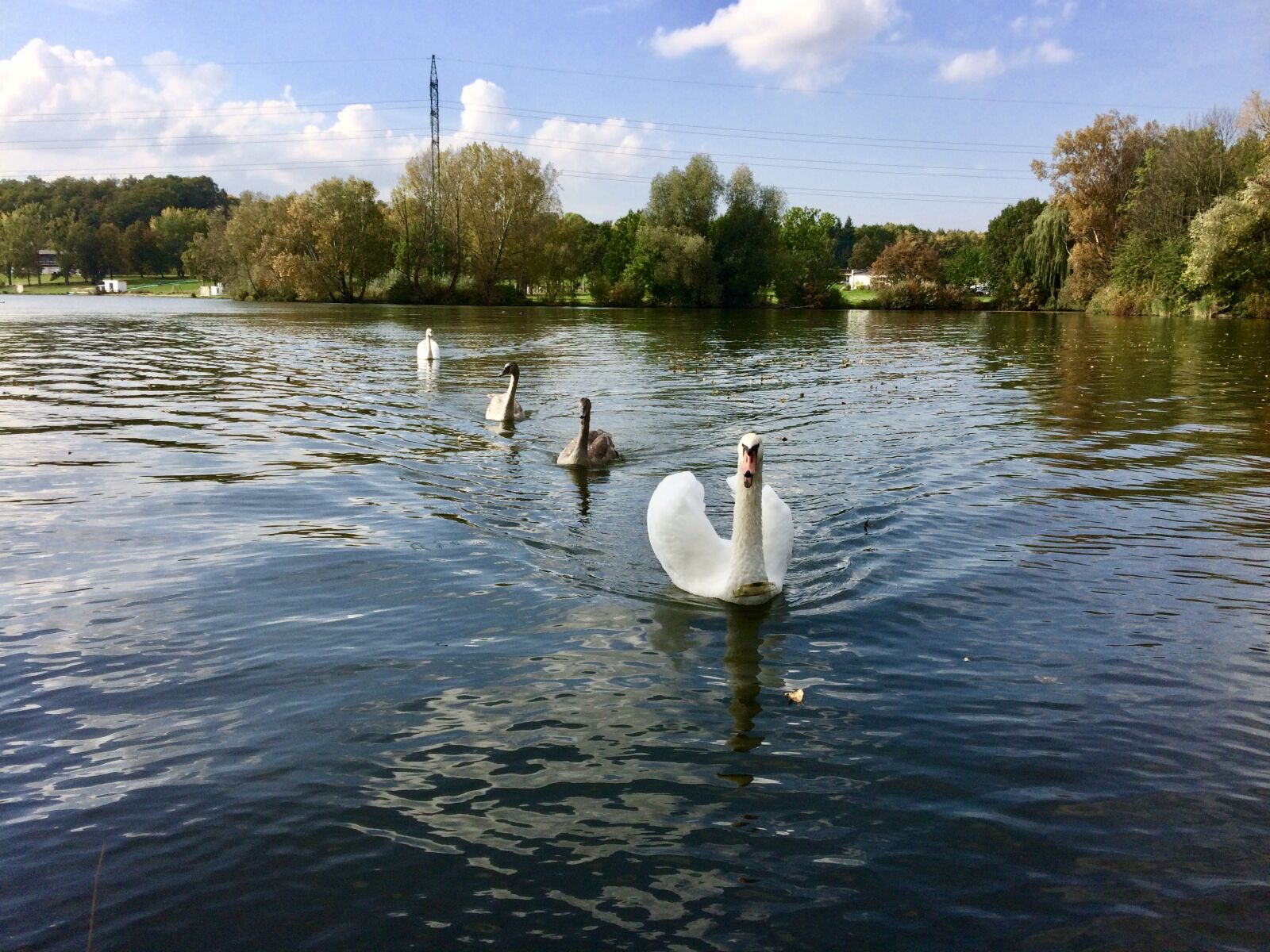 iPhone 5s back camera 4.15mm f/2.2 sample photo. Swan, nature, birds photography