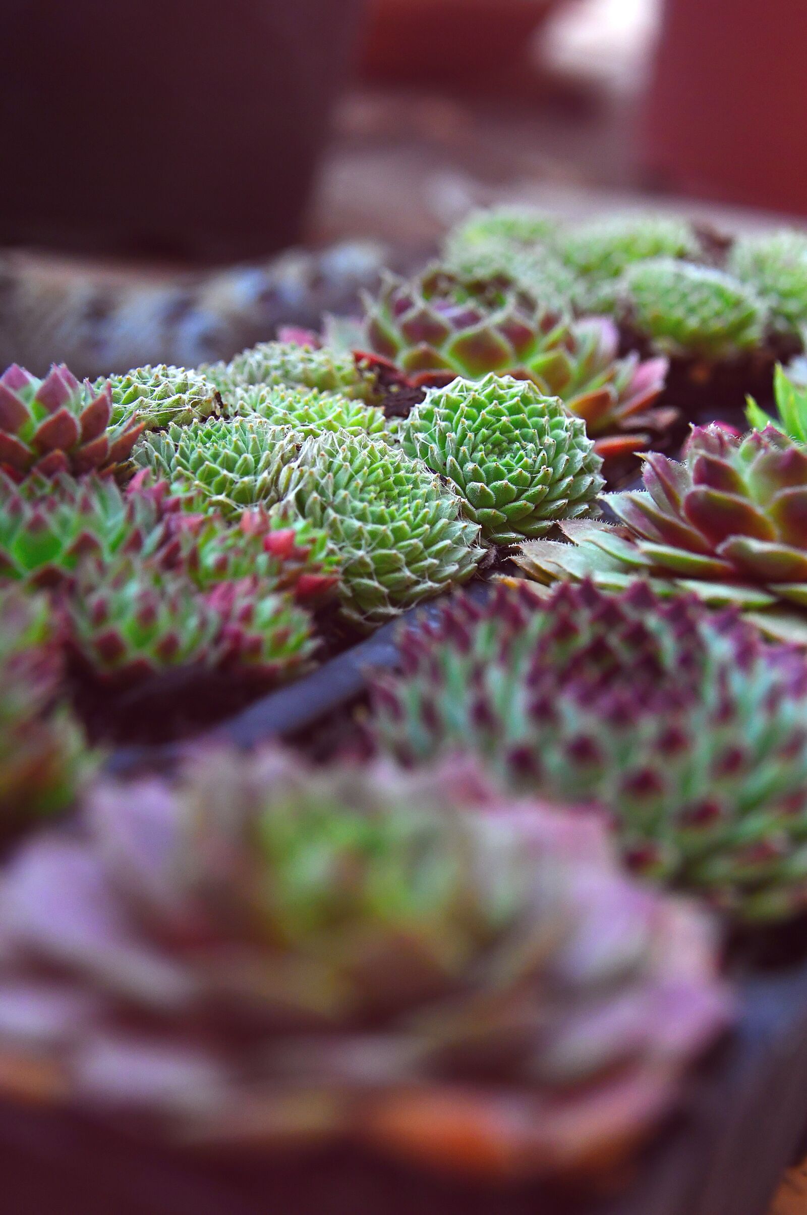 Nikon D3200 sample photo. Stonecrop, autumn, fall flowers photography