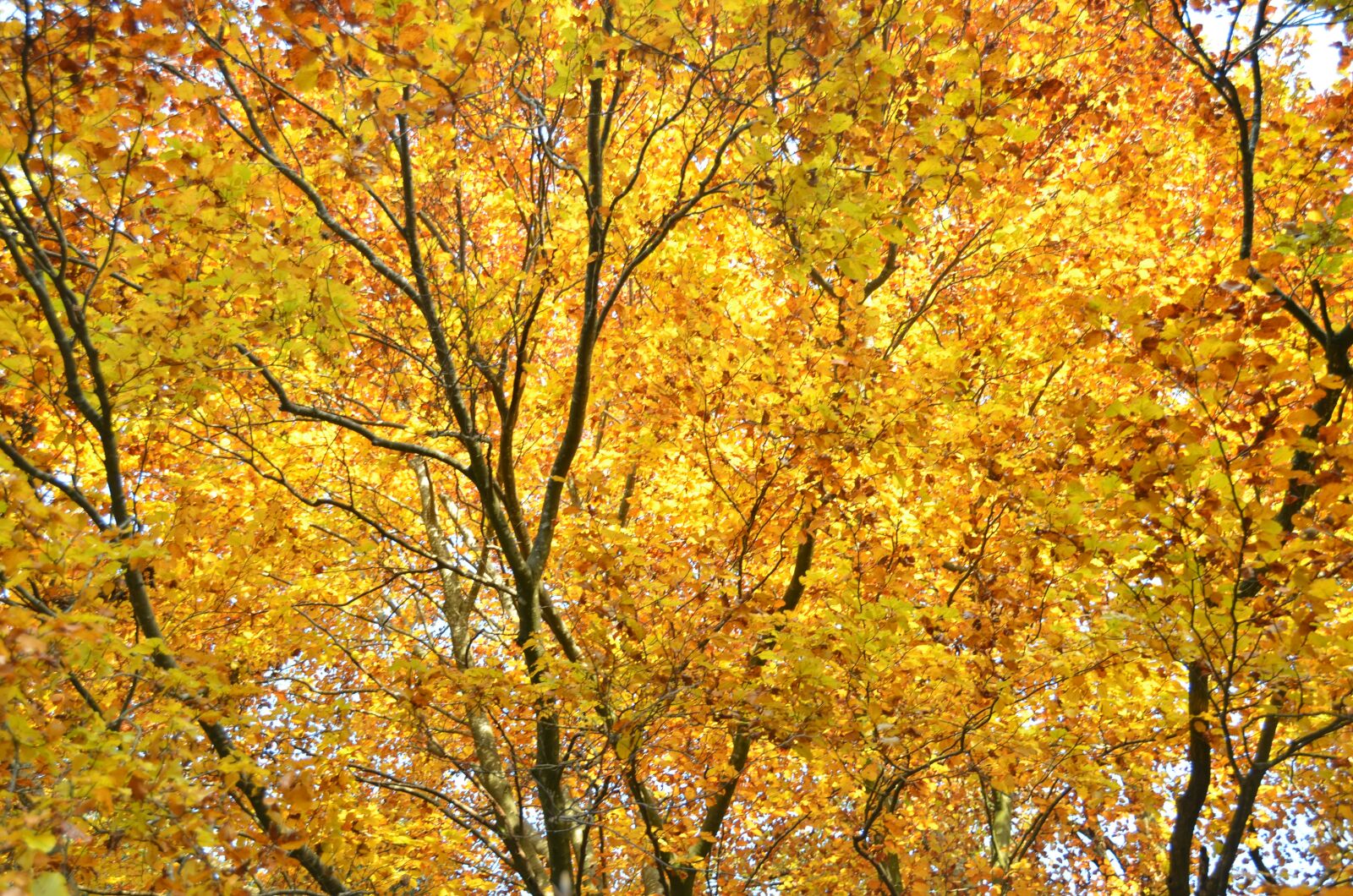 Nikon D5100 sample photo. Yellow, leaves, autumn photography