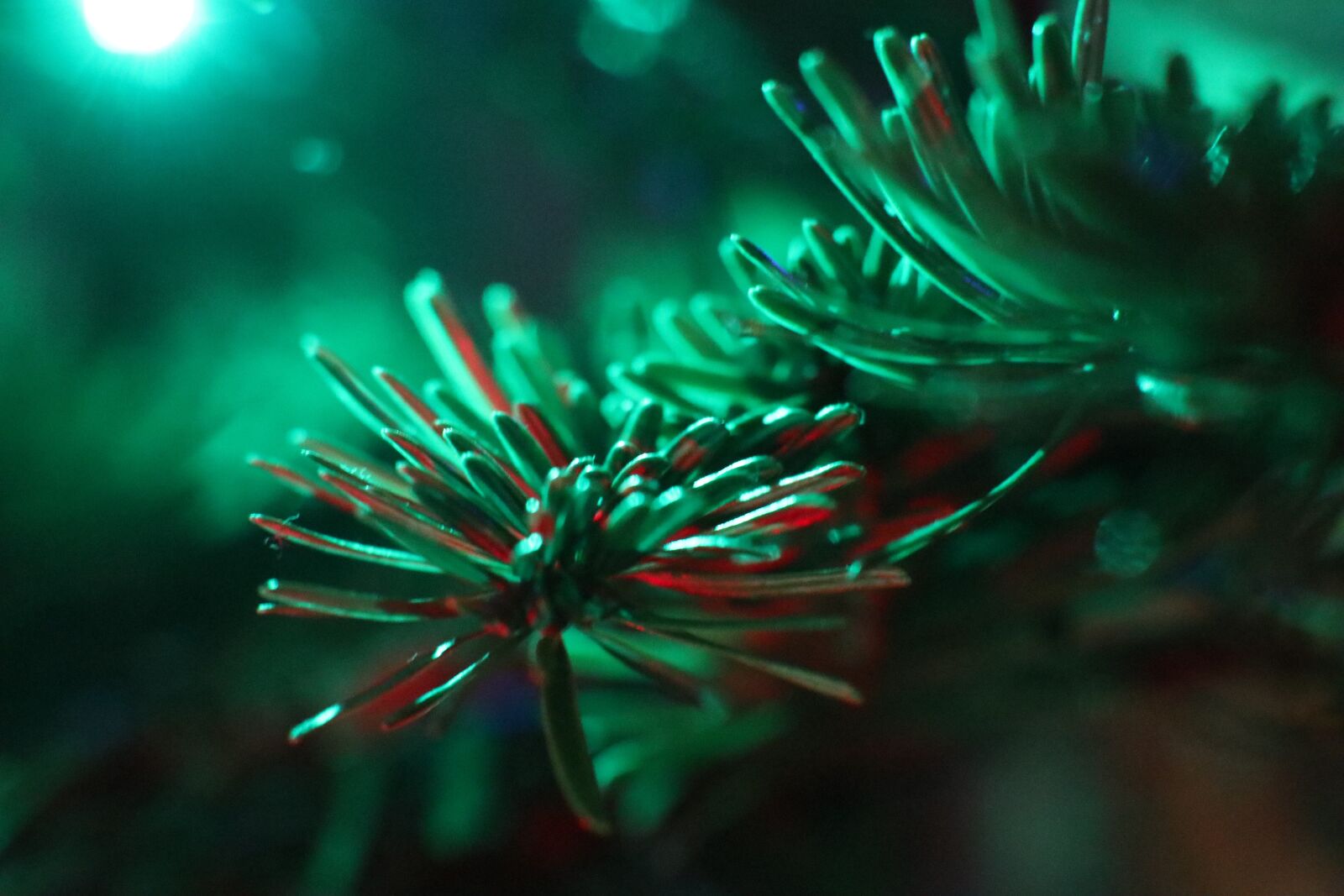 Canon EOS M6 sample photo. Christmas tree, twigs, needles photography