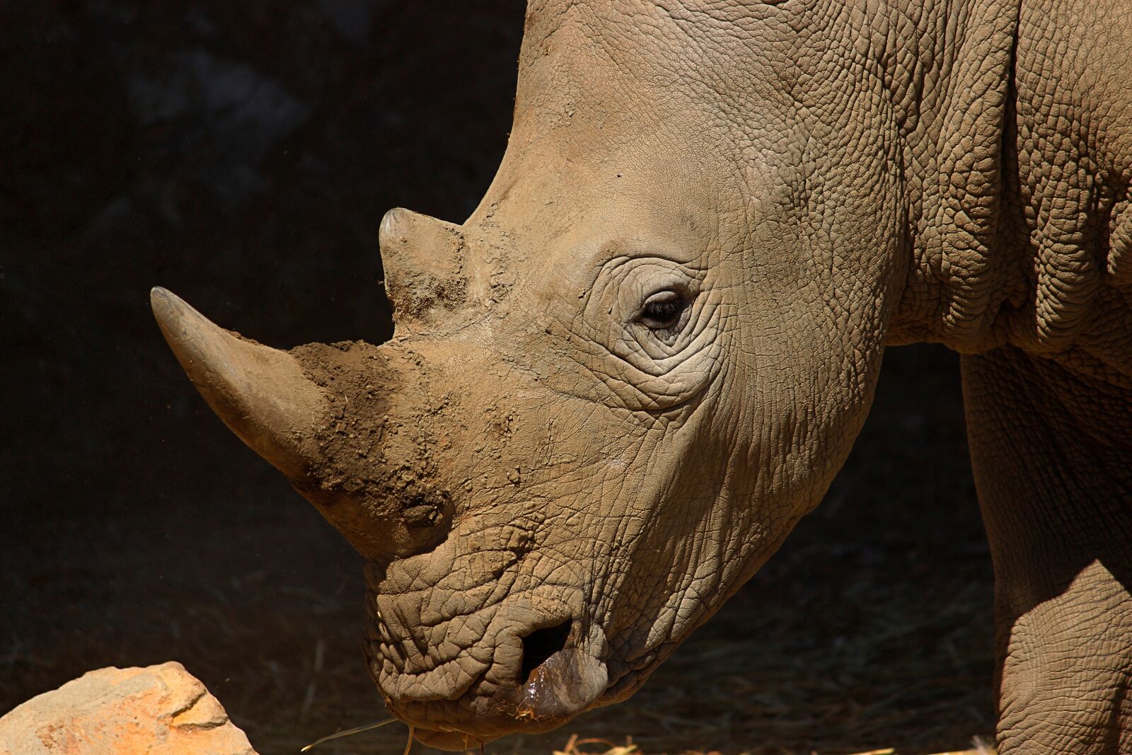 Canon EOS 600D (Rebel EOS T3i / EOS Kiss X5) sample photo. Rhino, animal, safari photography