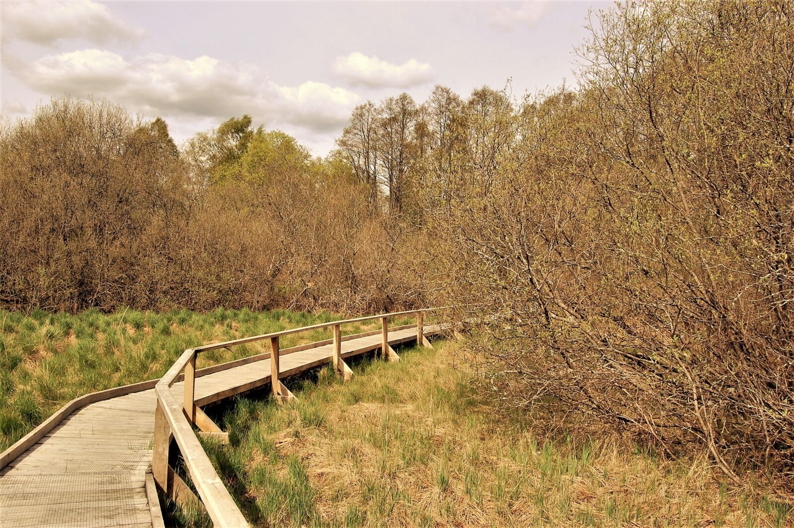 Nikon D40 sample photo. Green, grass, trees photography