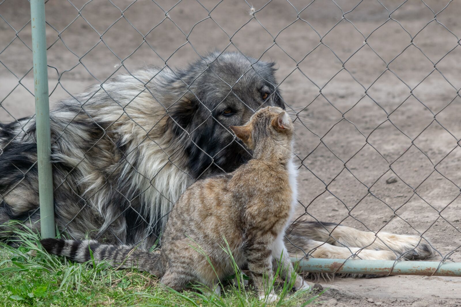 Nikon D3300 sample photo. Dog, cat, friendship photography