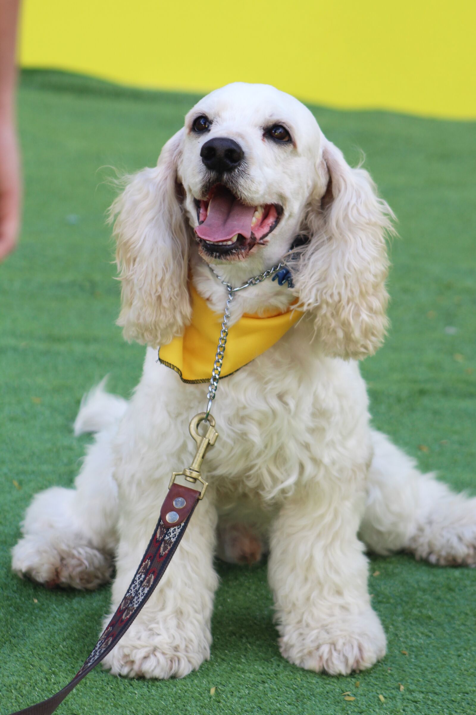 Canon EOS 1300D (EOS Rebel T6 / EOS Kiss X80) + Canon EF75-300mm f/4-5.6 sample photo. Cocker spaniel, white fur photography