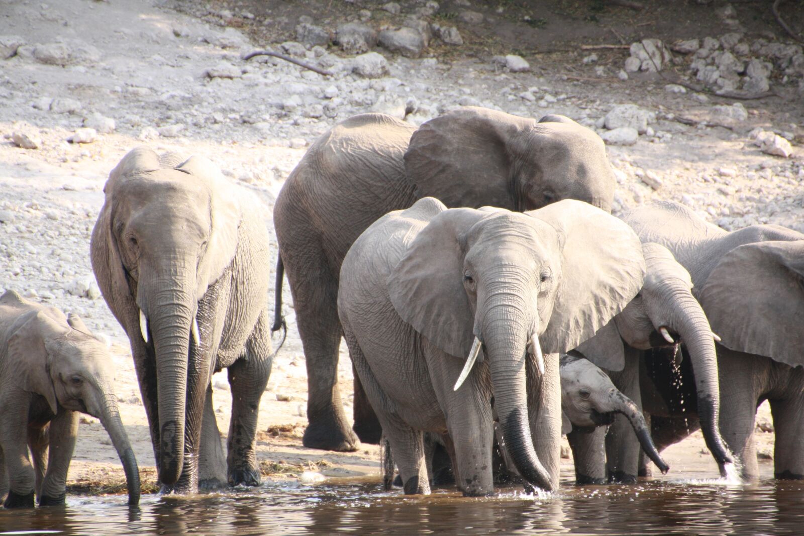 Canon EOS 1000D (EOS Digital Rebel XS / EOS Kiss F) sample photo. Elephant, herd, africa photography
