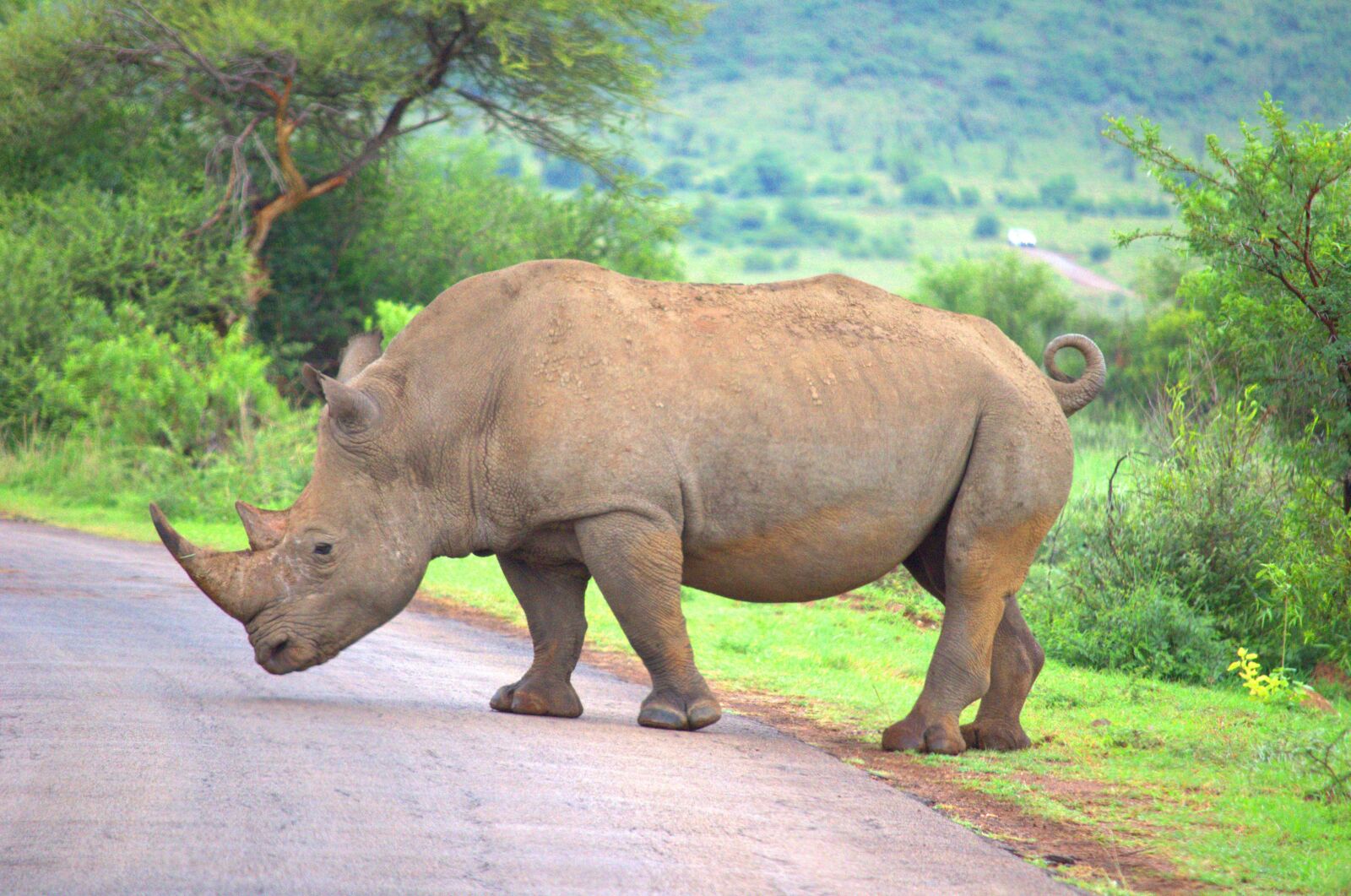 Nikon D5100 sample photo. Rhino, wildlife, rhinoceros photography