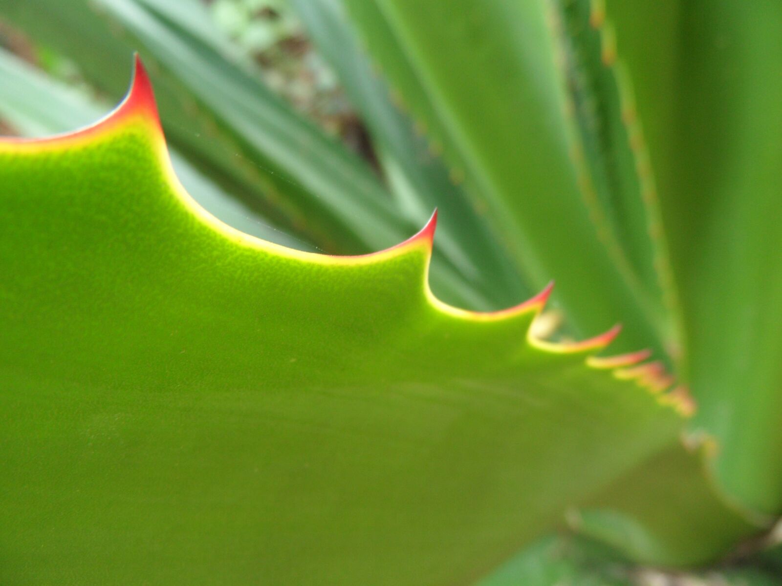 Samsung WB600 / VLUU WB600 /  WB610 sample photo. Plant, thorns, nature photography