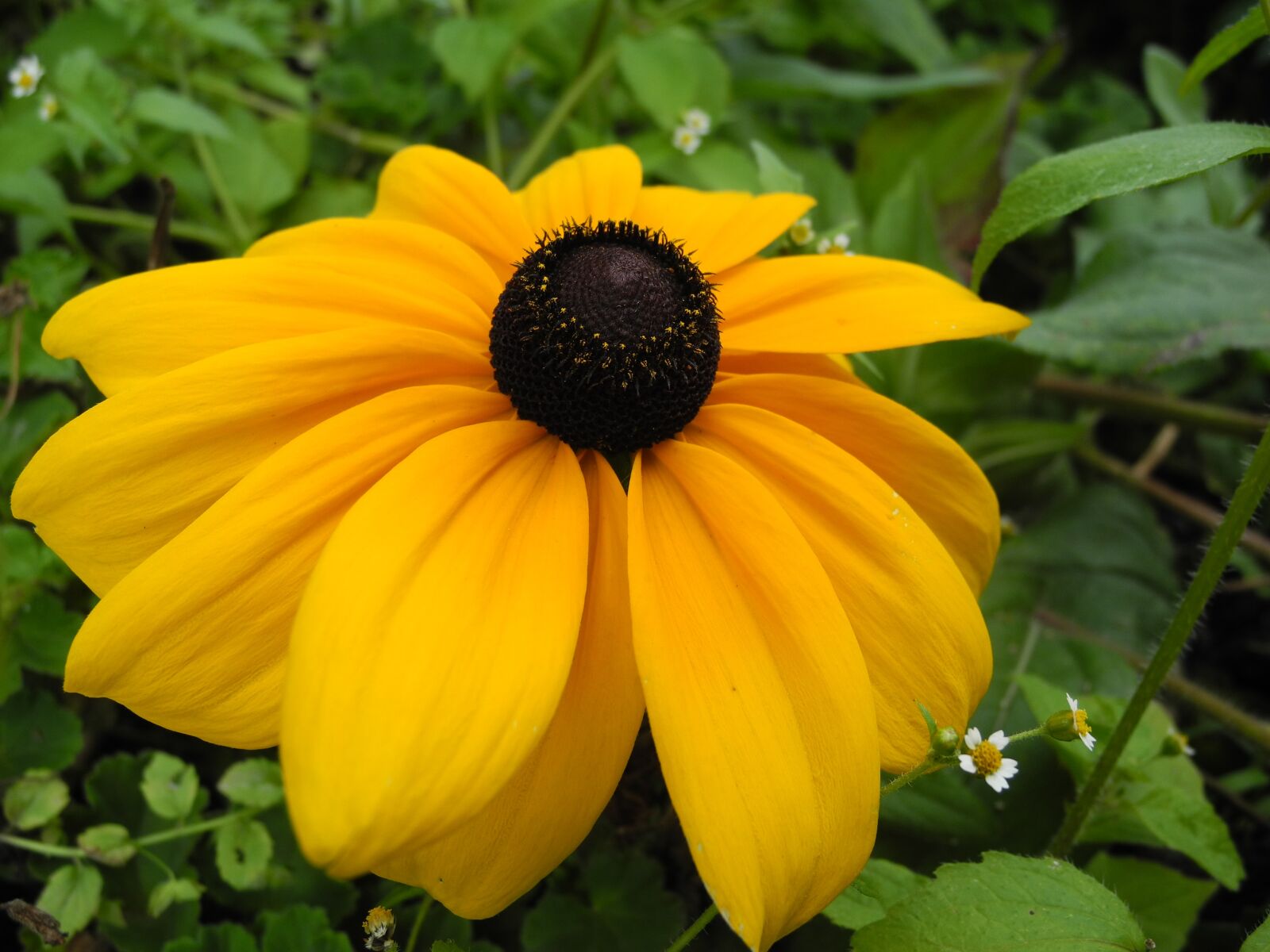 Nikon Coolpix P7000 sample photo. Flower, yellow petals, garden photography