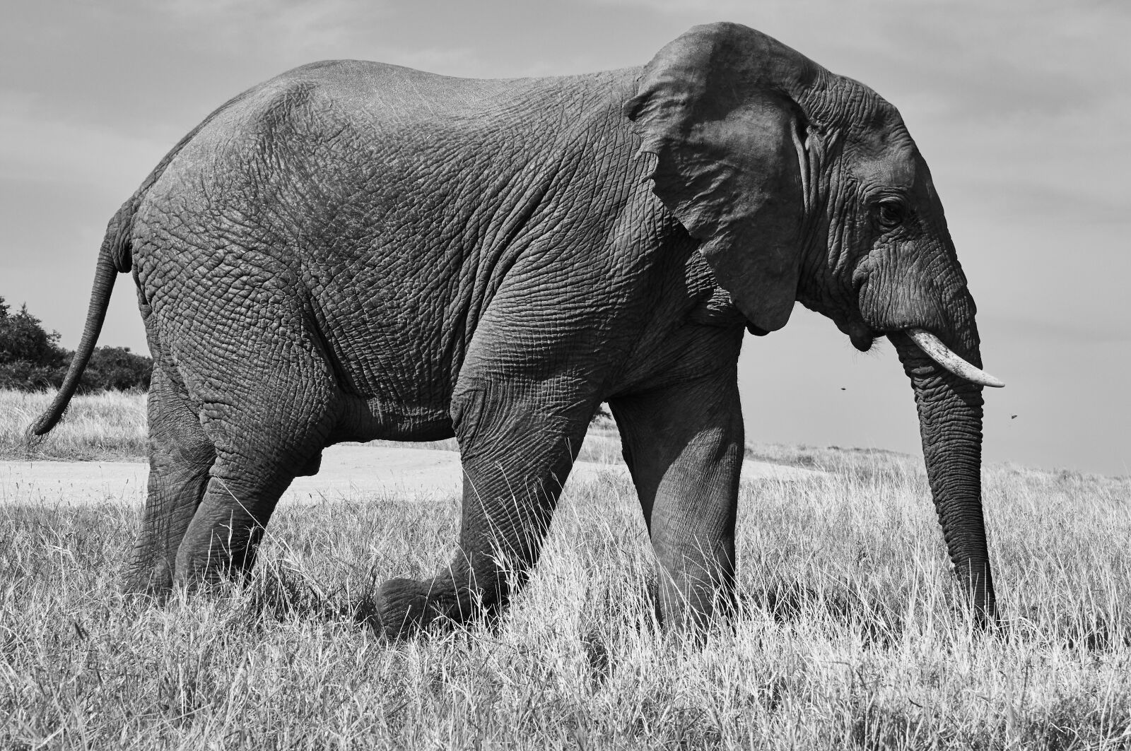 Sony SLT-A55 (SLT-A55V) + Sony 70-300mm F4.5-5.6 G SSM sample photo. Elephant, south africa, safari photography