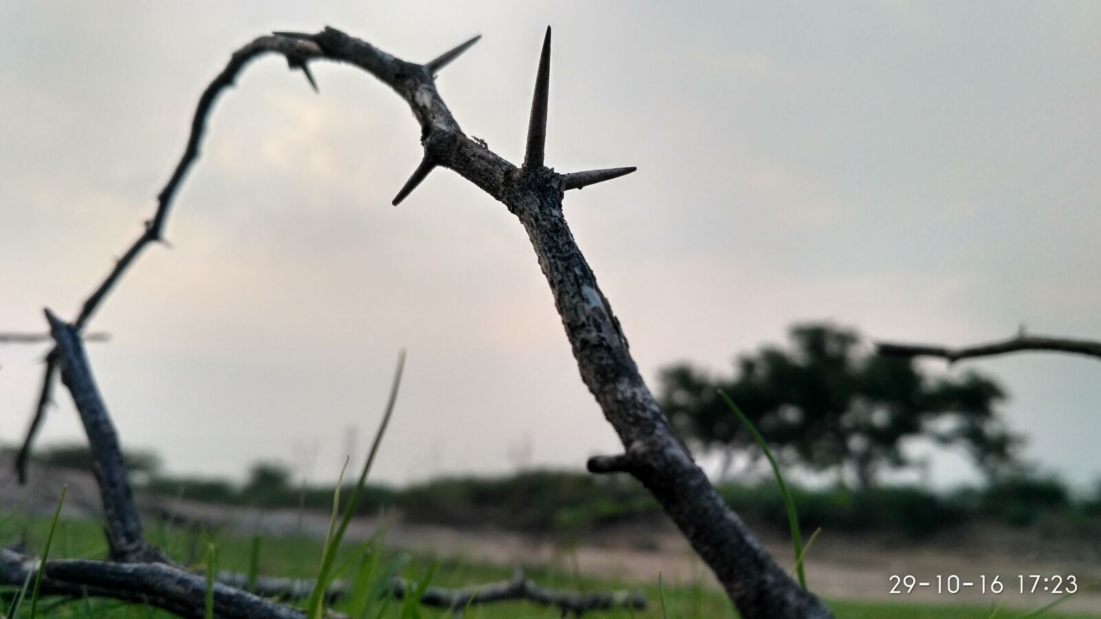 Xiaomi Redmi 3S sample photo. Dead, tree, branch, against photography