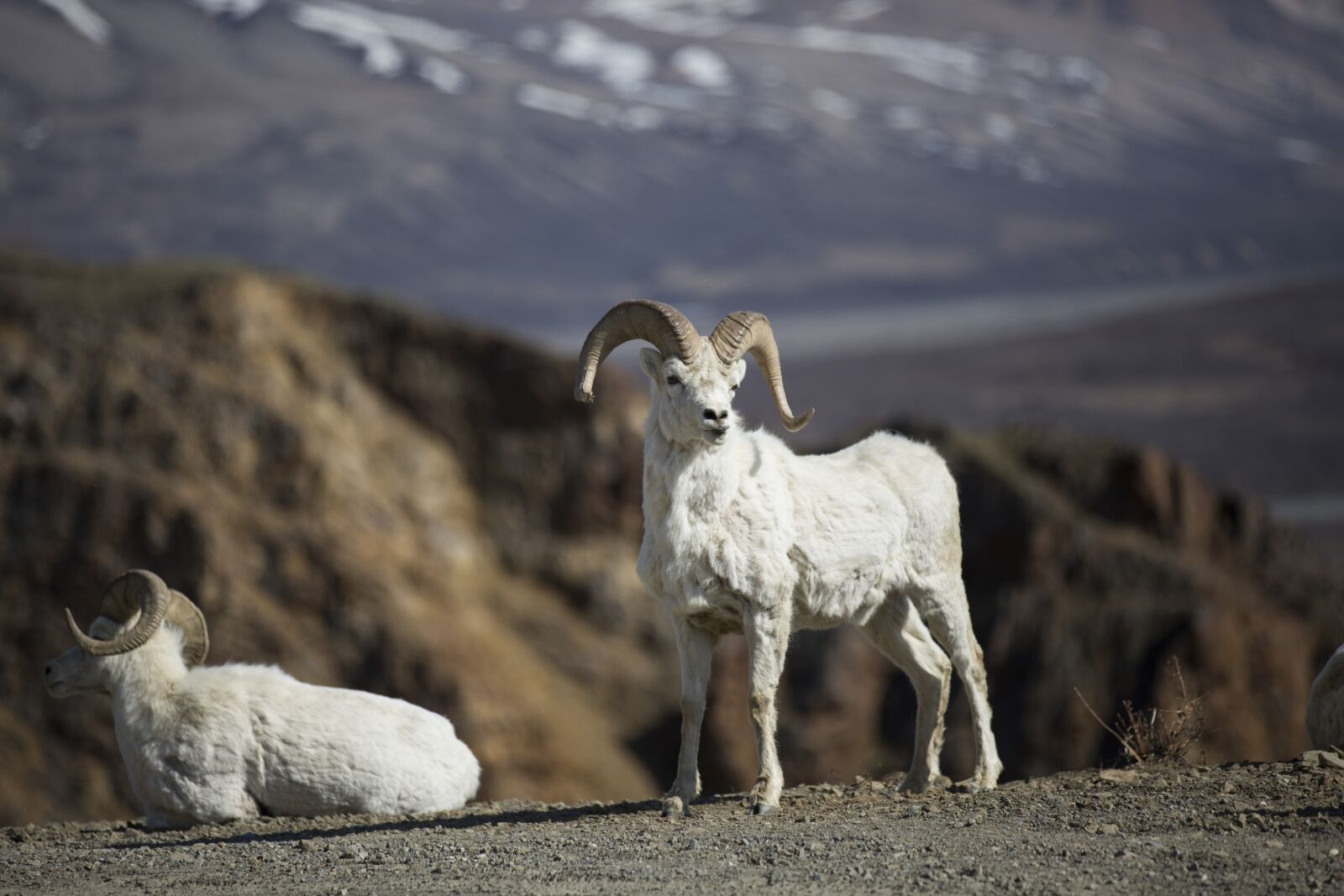 Canon EOS 5D Mark III sample photo. Sheep, dall, rams photography