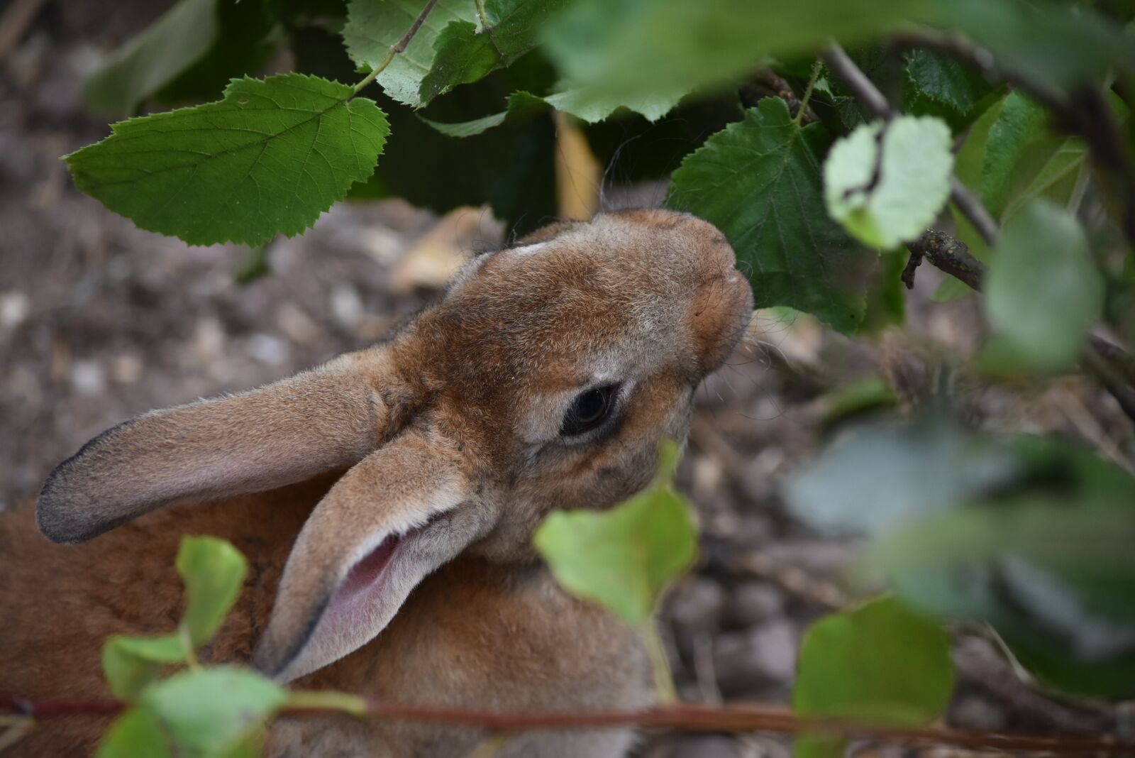 Nikon D5500 sample photo. Hare, bunny, rabbit photography