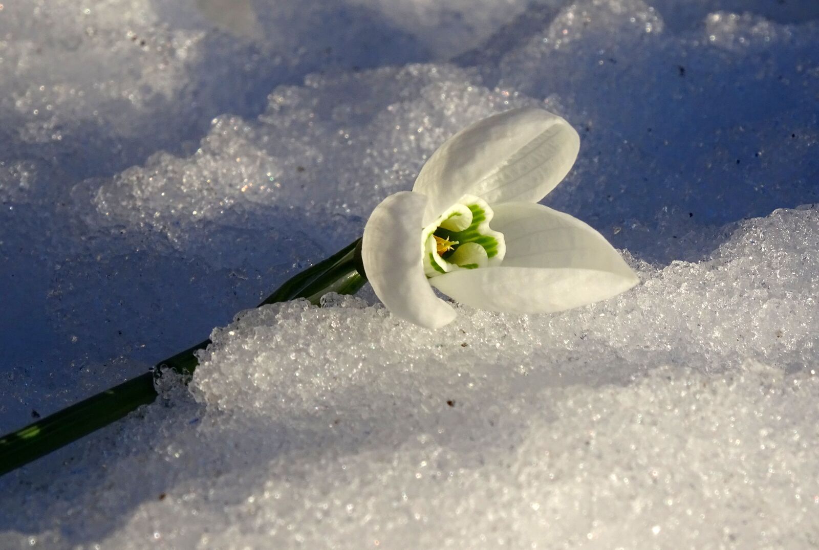 Sony Cyber-shot DSC-HX400V sample photo. Flower, winter, spring photography