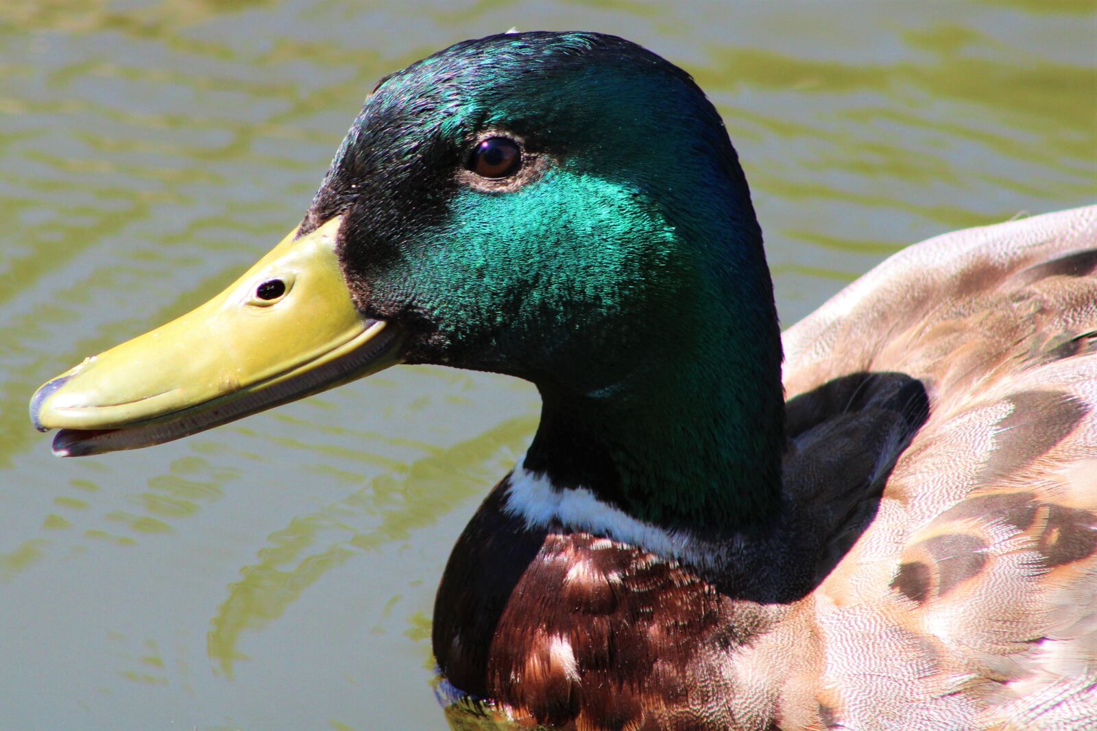 Canon EF75-300mm f/4-5.6 sample photo. Duck, bird, nature photography