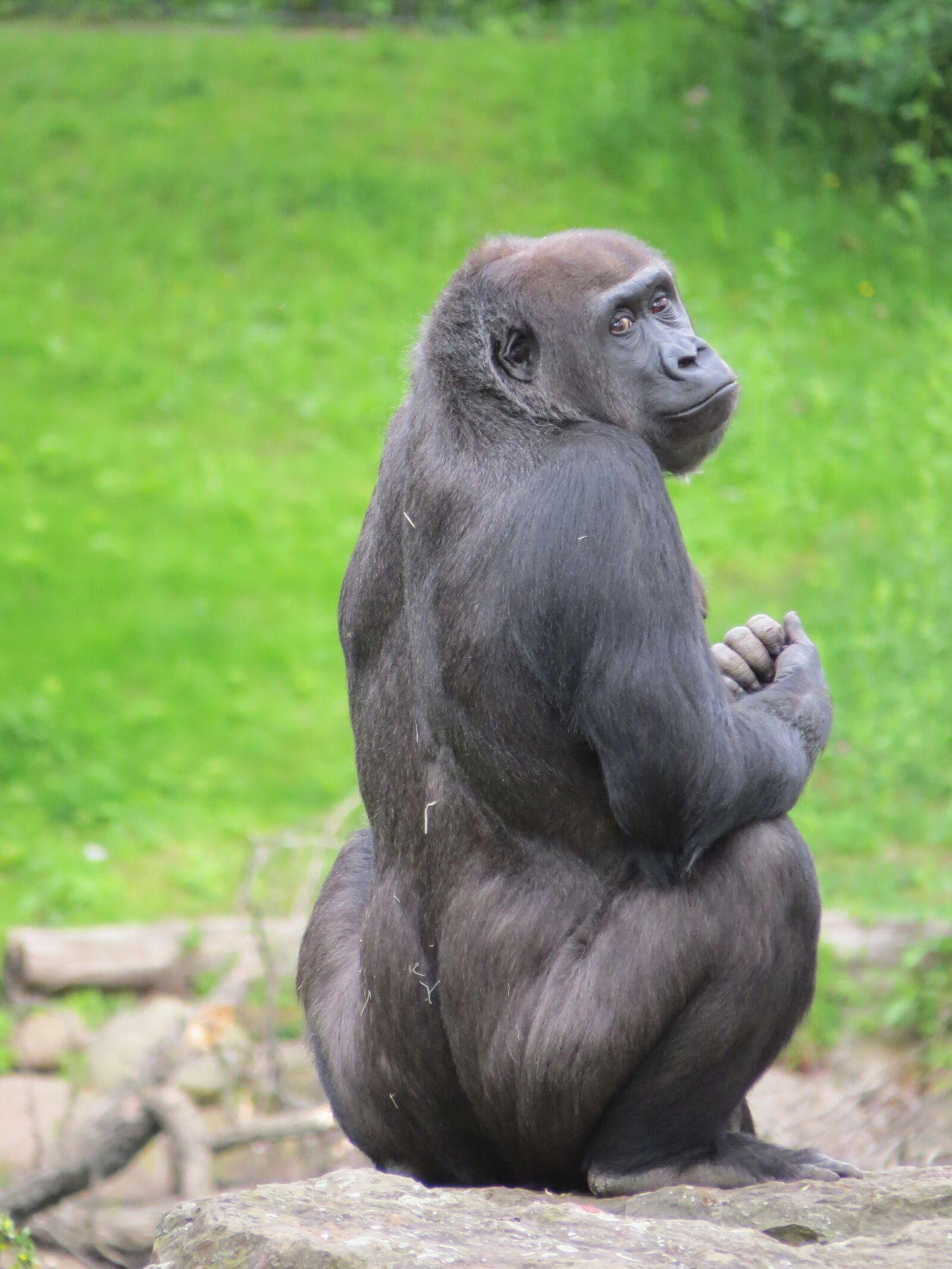 Canon PowerShot SX50 HS sample photo. Gorilla, sad, animal photography