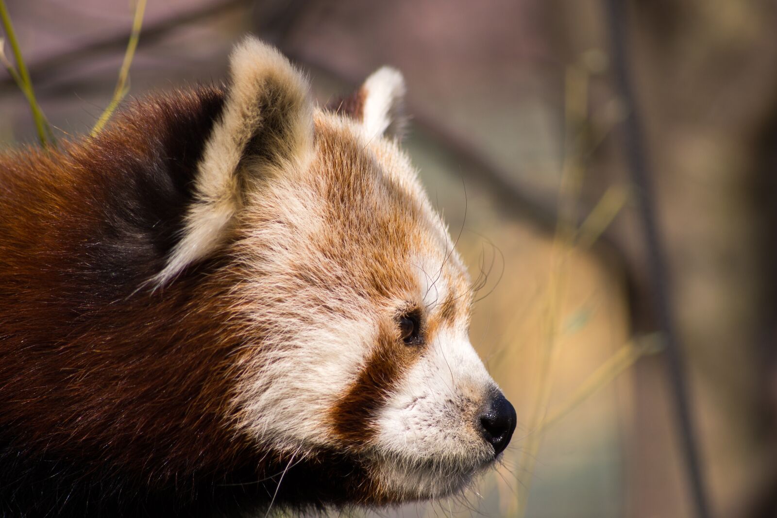 Sony SLT-A65 (SLT-A65V) sample photo. Red panda, red panda photography