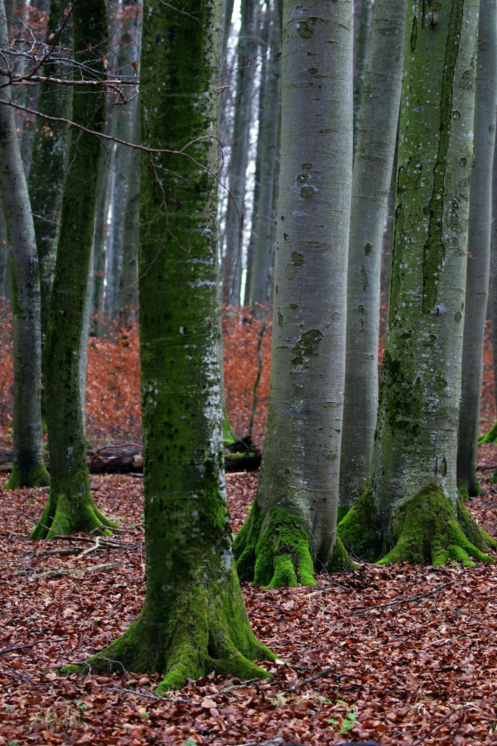Canon EOS 7D Mark II sample photo. Forest, trees, tree trunks photography