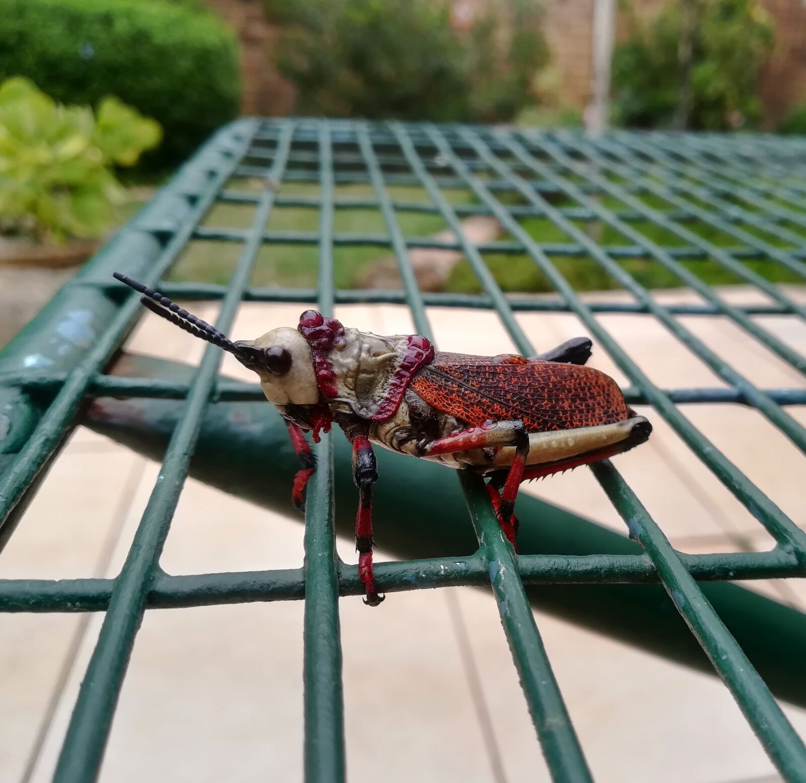 HUAWEI P10 lite sample photo. Locust, bug, nature photography