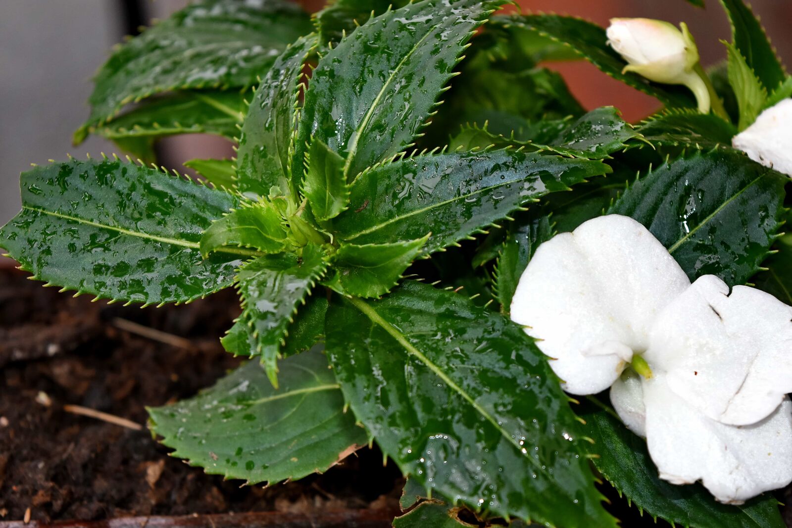 Nikon D5500 sample photo. Green leaves, white flower photography