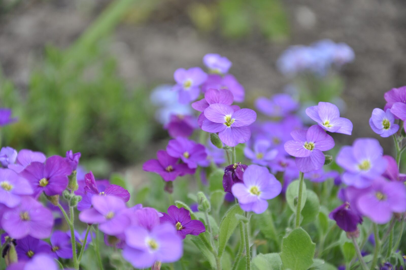 Nikon D5000 sample photo. Flower purple, close up photography