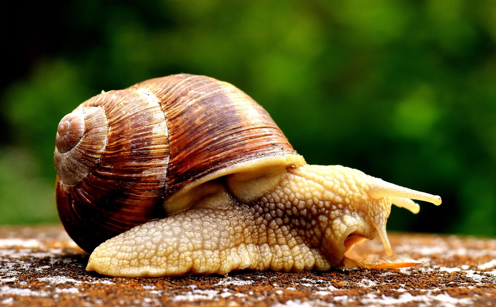 Nikon D7200 sample photo. Snail, animal, house photography