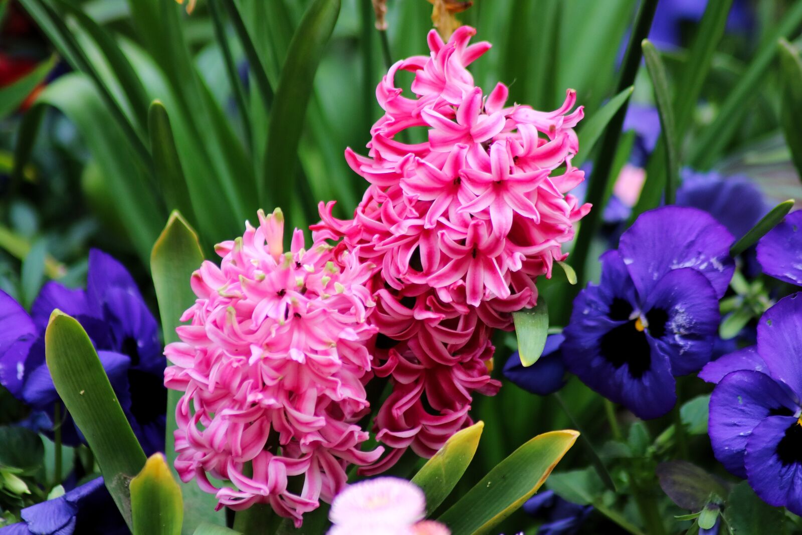 Canon EOS 750D (EOS Rebel T6i / EOS Kiss X8i) sample photo. Flowers, nature, purple photography