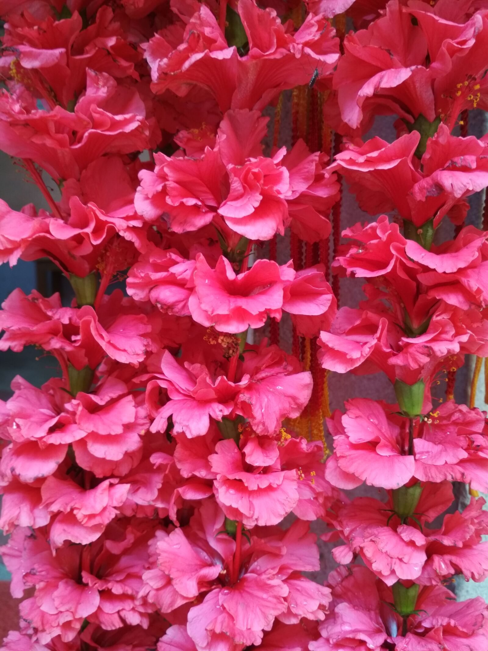 Xiaomi Redmi 4X sample photo. Flower, color, closeup photography
