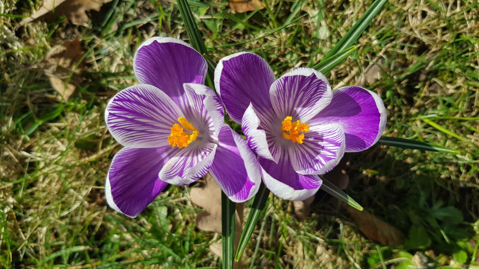 Samsung Galaxy S8+ sample photo. Spring, flowers, meadow photography