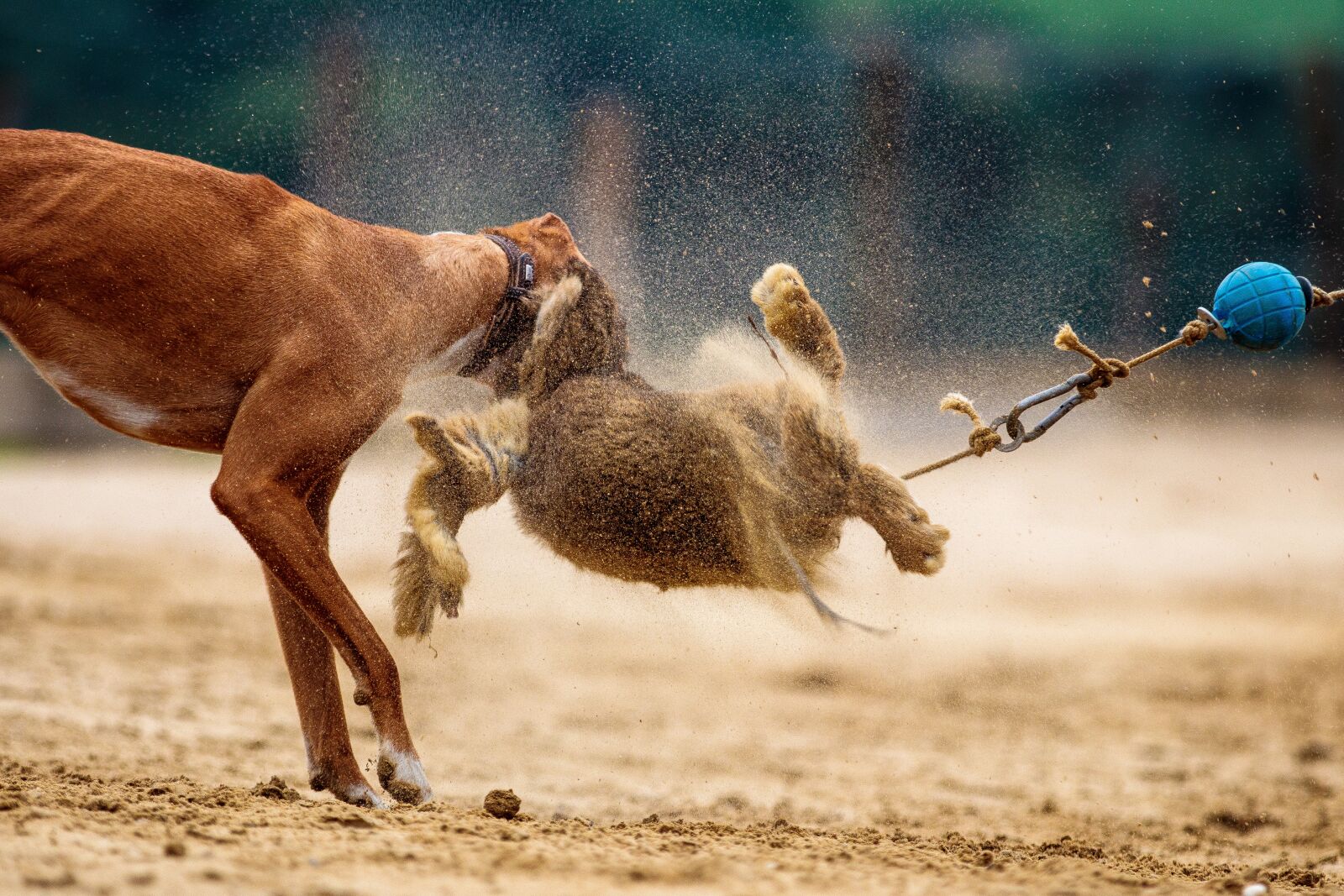 Canon EOS 80D sample photo. Dog, dog racing, animal photography