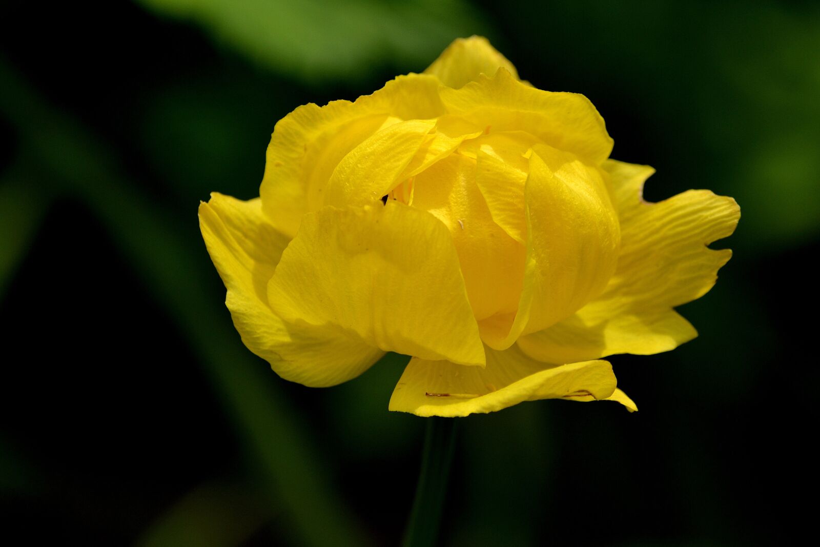 Nikon D3100 sample photo. Flower, yellow, nature photography