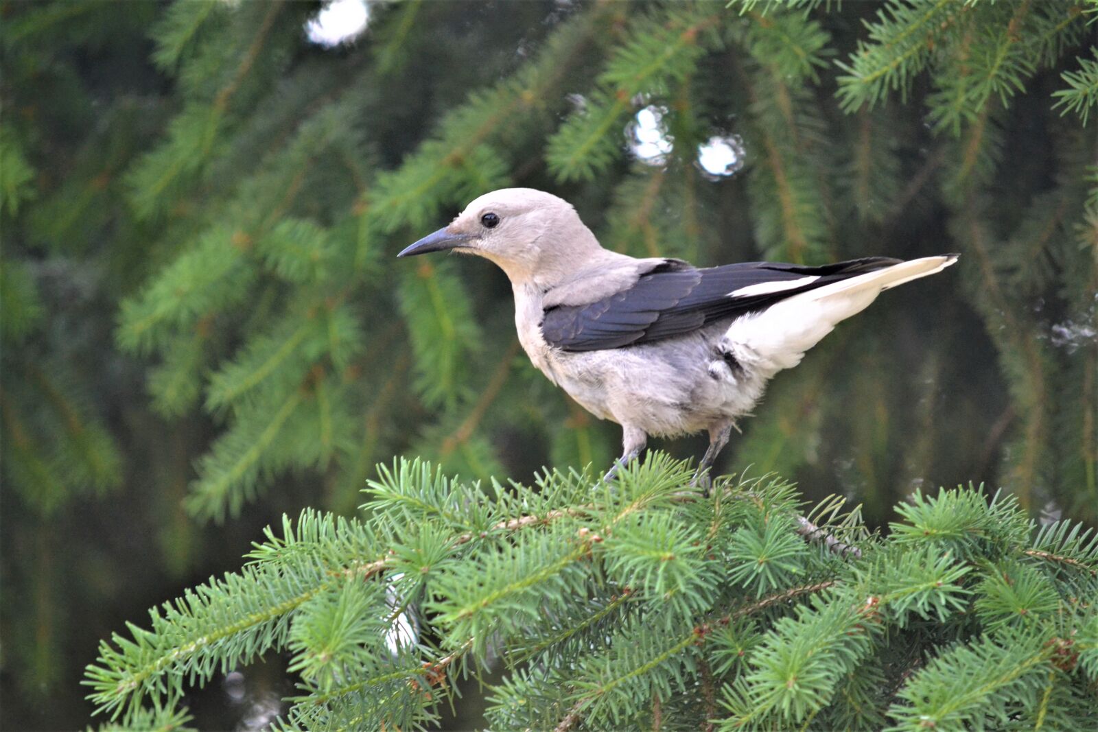 Nikon D3100 sample photo. Bird, whiskey jack, outside photography